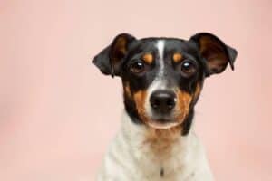 Delta-8 For Dogs? — Why Aren’t There Any Delta-8 Pet Treats?