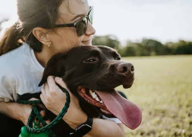 Picking The Safest CBD For Your Pooch- How Should People Evaluate CBD For Dogs?