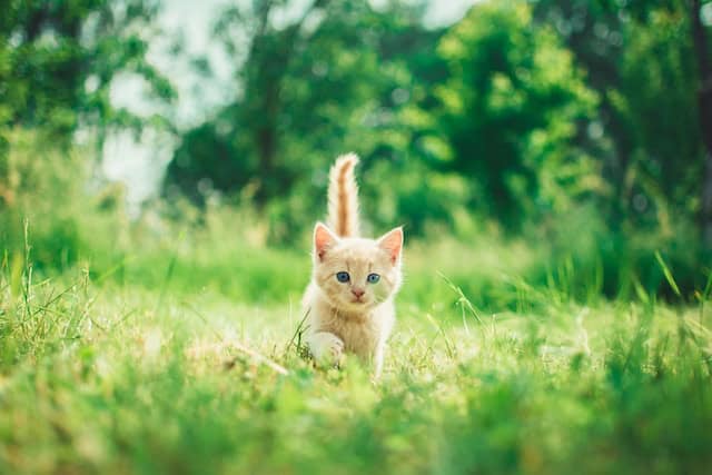 Cannabidiol for Kitties — Is it OK to Feed CBD Oil to Cats?