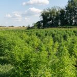Genetically Modified Hemp Approved by USDA: CBD and THC-Free?