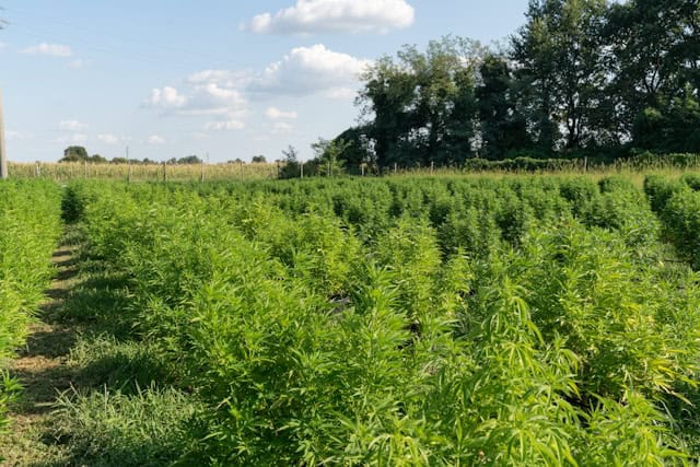 Genetically Modified Hemp Approved by USDA: CBD and THC-Free?