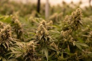Is It Mold or Trichomes?– Spotting Mold Spores On CBD Hemp Nugs
