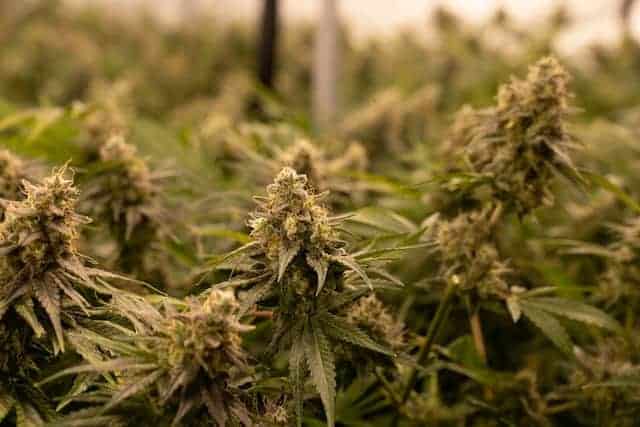 Is It Mold or Trichomes?– Spotting Mold Spores On CBD Hemp Nugs