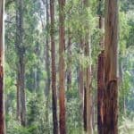 Chill with Cineol — How Eucalyptol Affects CBD Hemp Strains