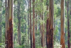 Chill with Cineol — How Eucalyptol Affects CBD Hemp Strains