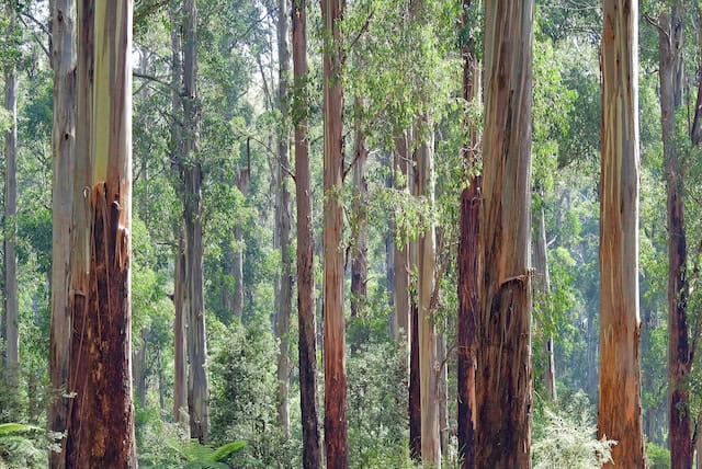 Chill with Cineol — How Eucalyptol Affects CBD Hemp Strains