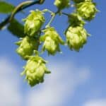 The “Hoppiest” Hemp Terpene — An Overview on Humulene