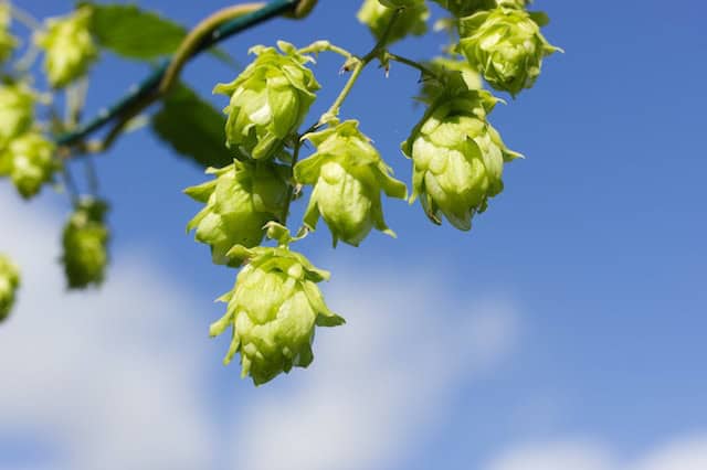 The “Hoppiest” Hemp Terpene — An Overview on Humulene