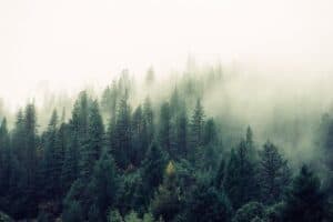 A Beginner’s Guide to the Terpene Alpha-Pinene