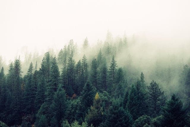 A Beginner’s Guide to the Terpene Alpha-Pinene