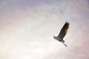 Exploring HHC — A Heady & Hydrogenated Hemp-Derived High