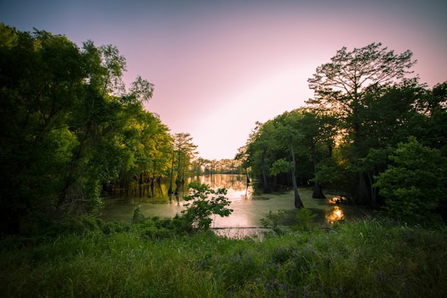 Louisiana Bill Might Eliminate THC Presence in Hemp Products