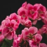 A Primer on the Hemp Terpene Geraniol