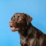 Does CBD Pose Any Risk to Dogs?