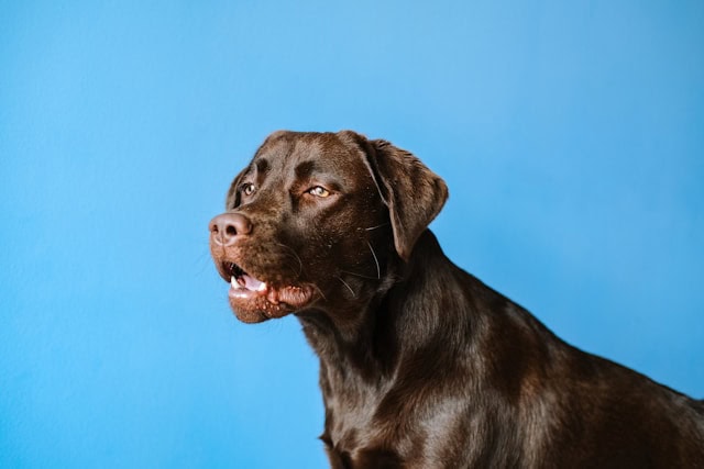 Does CBD Pose Any Risk to Dogs?