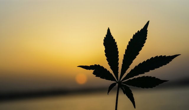 Understanding the Potential of CBD for Erectile Dysfunction