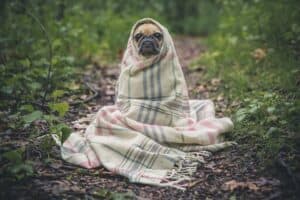 A Look Into Valerian-Enriched CBD Supplements
