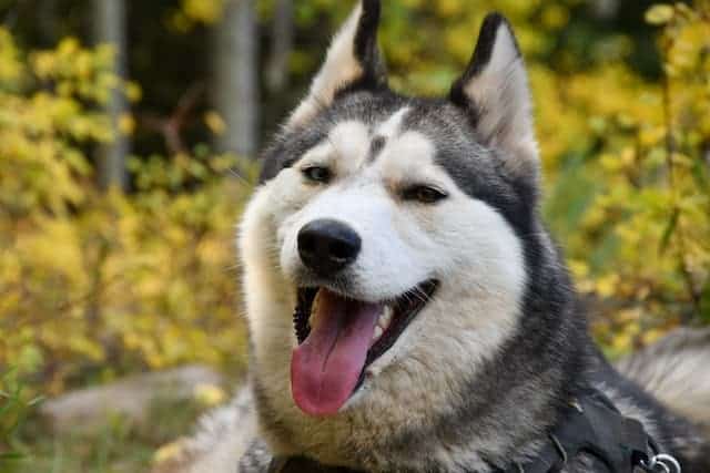 Is Hemp Helping My Husky?– Signs Your Pet CBD Oil is Working