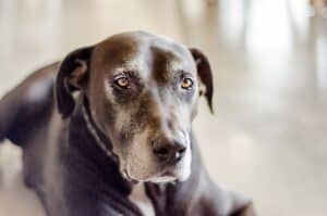 Dosing CBD for Aging Dogs — How Much Is Too Much?