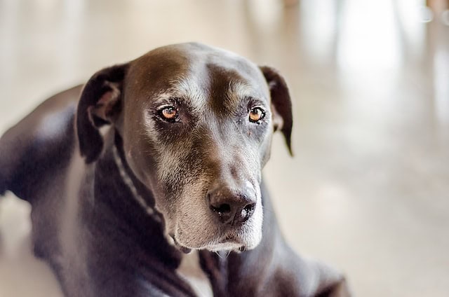 Dosing CBD for Aging Dogs — How Much Is Too Much?