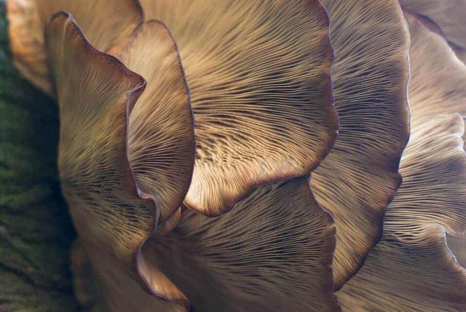 Mushroom Supplements vs CBD & Delta-8 THC