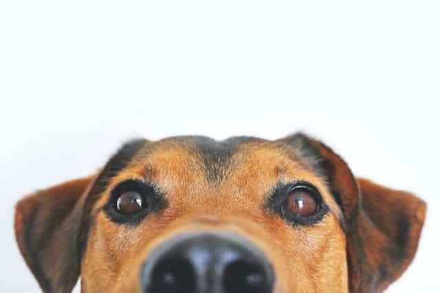 Can CBD Be A Helping Paw for Dogs with Behavioral Issues?