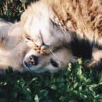 Try These Tips to Feed CBD to Your Pets!