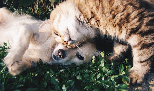 Try These Tips to Feed CBD to Your Pets!