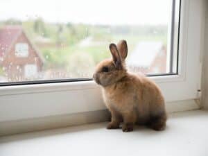 Hemp for Hares — Is CBD Oil Safe for Pet Rabbits?