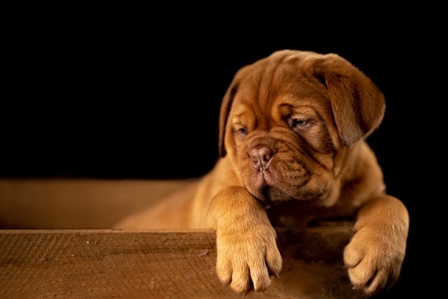 CBD for Dog Seizures— Can CBD Help Epileptic Dogs?