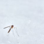 A Look into CBD-Infused Mosquito Repellants