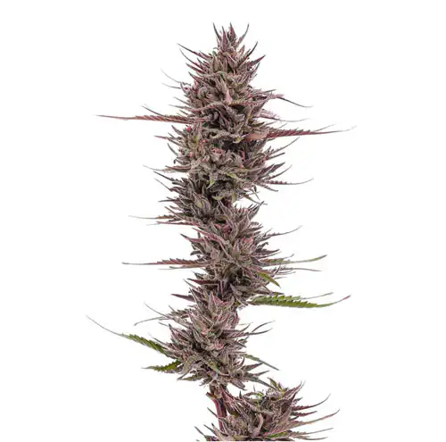 Alliance Hemp Co. – PURPS SUNGROWN FLOWER Featured Image