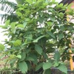 Store – gallery image 6