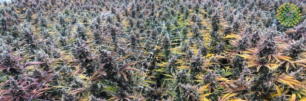 Store – main photo