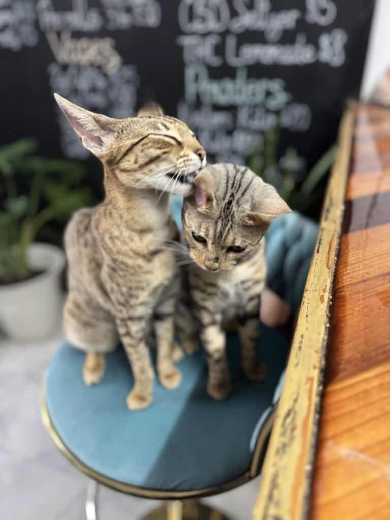 Store – main photo