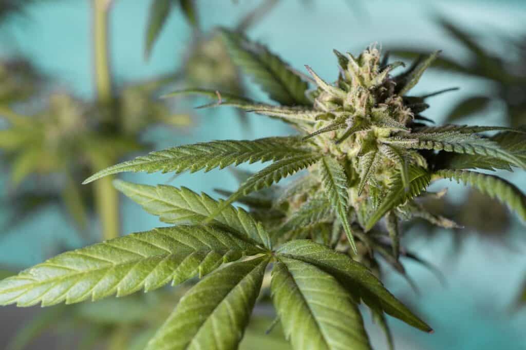 Cannabis Flower: Everything You Need to Know About Cannabis Flower