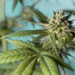 Cannabis Flower: Everything You Need to Know About Cannabis Flower