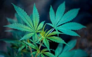 Understanding Reggie Weed: Characteristics of Low-Grade Cannabis