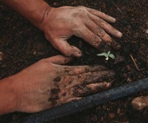 Autoflowering Seeds: Everything You Need to Know About Autoflower Cannabis Seeds