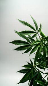 Understanding the Vegetative Stage of Cannabis Growth: Your Ultimate Veg Phase Guide
