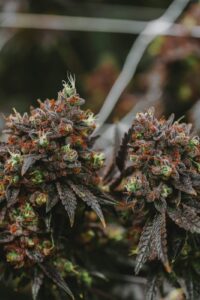 Week-by-Week Cannabis Flowering Stage Guide: Mastering Each Phase of Cannabis Growth