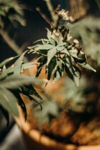 How To Identify and Fix Nutrient Burn in Cannabis Plants: A Complete Guide