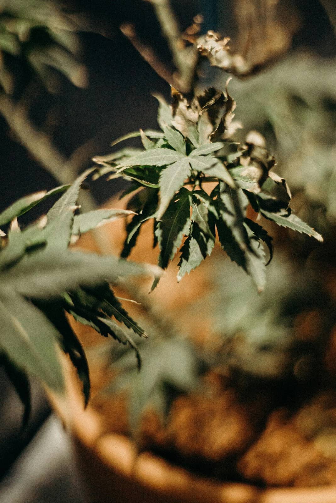 How To Identify and Fix Nutrient Burn in Cannabis Plants: A Complete Guide