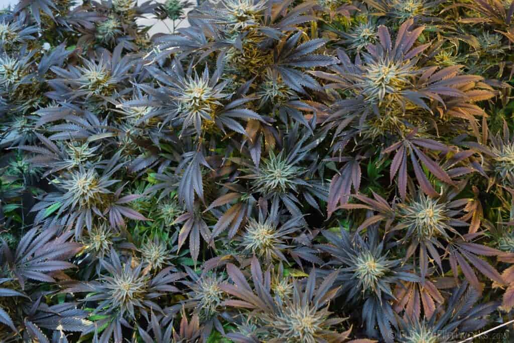 Understanding Aeroponics: The Future of Cannabis Cultivation Systems