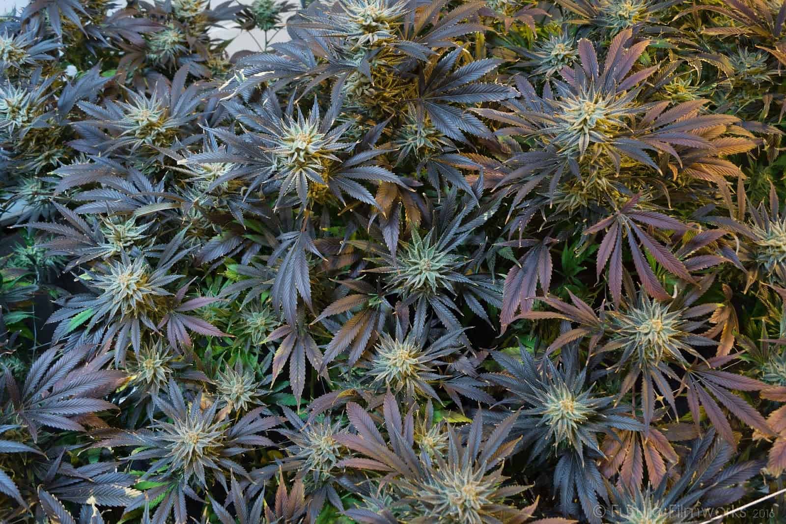 Understanding Aeroponics: The Future of Cannabis Cultivation Systems