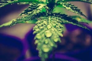 Using Aquaponics to Grow Cannabis: A Complete Guide for Beginners