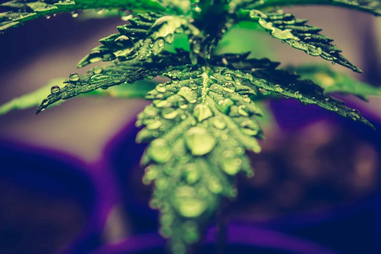 Using Aquaponics to Grow Cannabis: A Complete Guide for Beginners