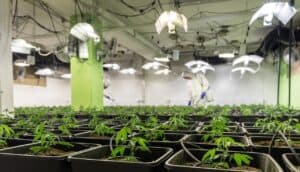 Canopy: Optimizing the Canopy in Cannabis Cultivation for Maximum Yields