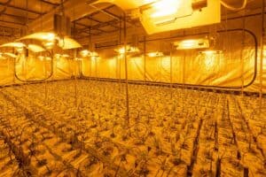 Understanding the Cannabis Light Cycle: A Guide for Indoor Growers