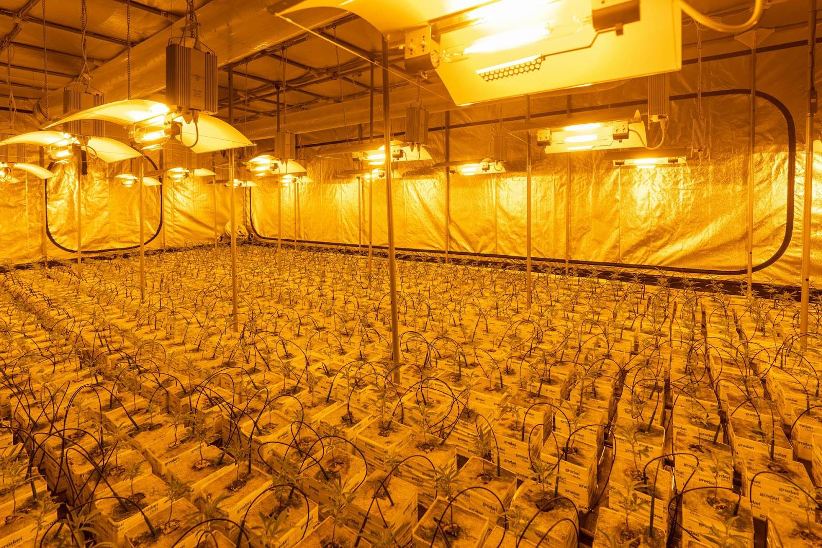 Understanding the Cannabis Light Cycle: A Guide for Indoor Growers